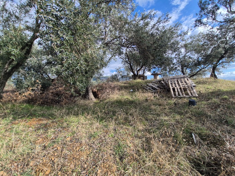 Edremit Ortaoba Mah`daZeytinlik. - 6